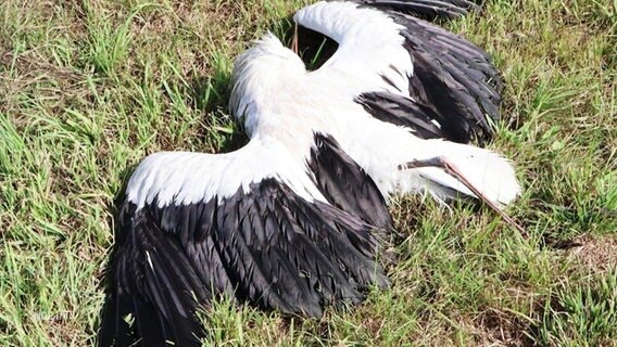 Ein an Vogelgrippe gestorbener Storch liegt am Boden. © Screenshot 