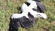 Ein an Vogelgrippe gestorbener Storch liegt am Boden. © Screenshot 