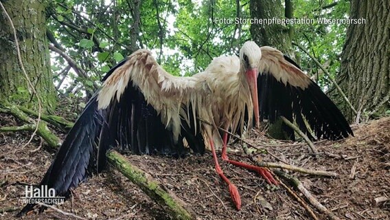 Ein Storch ist an Vogelgrippe erkrankt. © Screenshot 