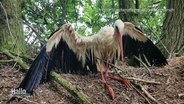 Ein Storch ist an Vogelgrippe erkrankt. © Screenshot 