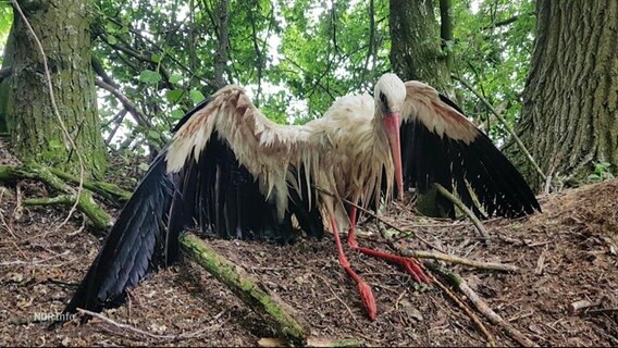 Ein verendeter Storch. © Screenshot 