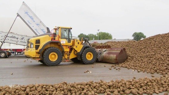 Bergeweise Zuckerrüben in Anklam. © Screenshot 