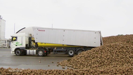 Tonnenweise Rüben lädt ein LKW  in Anklam ab. © Screenshot 