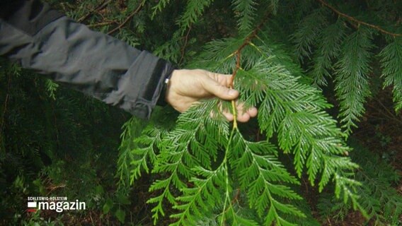 Blätter eines Baumes in Nahaufnahme. © Screenshot 