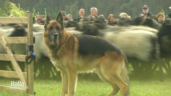 Ein Schäferhund steht vor einer vorbeiziehenden Schafsherde. © Screenshot 