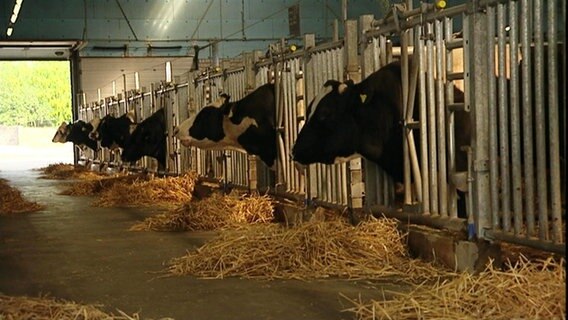 Milchkühe stehen in einem Stall. © Screenshot 