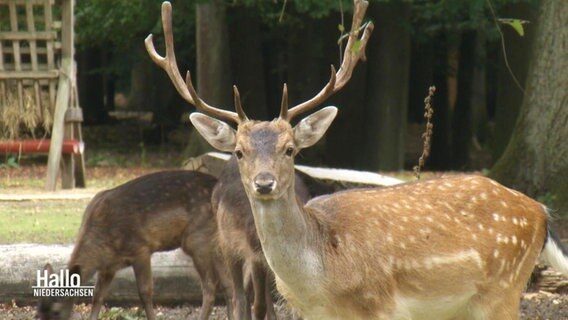 Dammwild im Wildpark Dinklage © Screenshot 