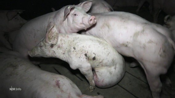 Schweine drängen sich in einem schmutzigem Stall © Screenshot 