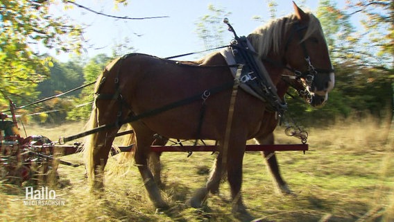 Zwei Pferde ziehen einen mechanischen Mähanhänger samt Kurtscher über eine Naturwiese. © Screenshot 