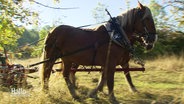 Zwei Pferde ziehen einen mechanischen Mähanhänger samt Kurtscher über eine Naturwiese. © Screenshot 