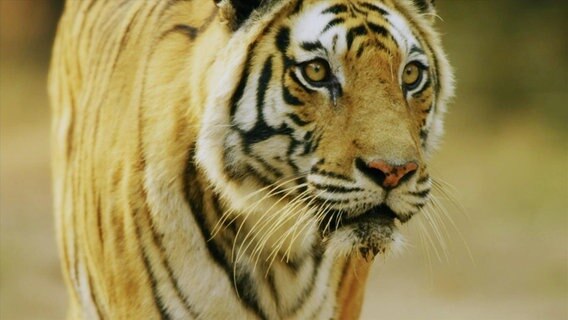 Ein gehender Tiger schaut nach vorne Richtung Kamera. © Screenshot 