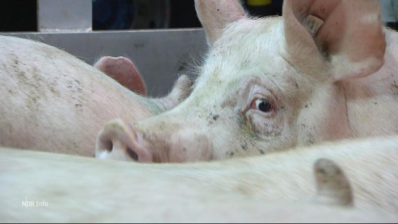 Ein Schwein schaut über den Rücken eines anderen Schweines. © Screenshot 