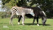 Ein junges Zebra hat eine neue Mutter gefunden. © Screenshot 