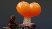 Ein Fotografie von einem Pilz, der das aussehen eines glänzenden orangfarbenden Herzens hat. © Screenshot 