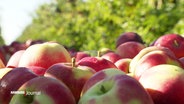 Blick über eine Vielzahl nebeneinanderliegender Äpfel, im Hintergrund unscharf: Obstbäume © Screenshot 