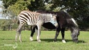 Pony kümmert sich um verwaistes Zebra-Fohlen. © Screenshot 