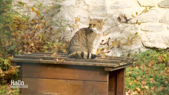 Eine Luchskatze sitzt in einem Tiergehege auf einem Holzhäuschen. © Screenshot 