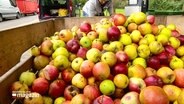 Ein Haufen Äpfel wird nach der Ernte gewogen. © Screenshot 