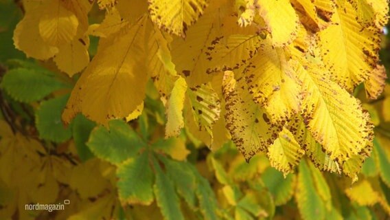 Goldgelbe Blätter eines Baumes © Screenshot 