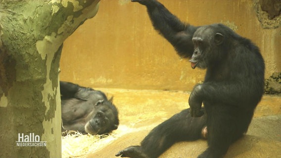 Schimpansen im Urwaldhaus des Hannoveraner Zoos. © Screenshot 