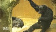 Schimpansen im Urwaldhaus des Hannoveraner Zoos. © Screenshot 