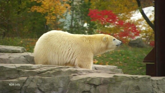 Ein Eisbär im Hannover Zoo © Screenshot 