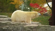Ein Eisbär im Hannover Zoo © Screenshot 