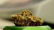 Nahaufnahme einer Cannabis Blüte. © Screenshot 