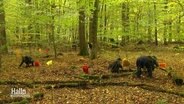 Menschen mit Eimern, die unter Eichen nach Eicheln suchen. © Screenshot 