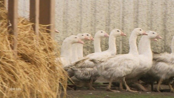 Eine Gruppe von Gänsen © Screenshot 