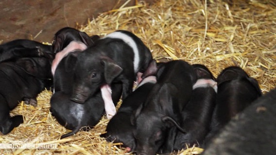 Sattelschwein Ferkel liegen in einem Stall im Heu. © Screenshot 