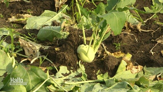 Auf einem Feld wächst Kohlrabi. © Screenshot 