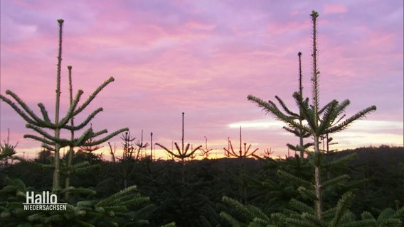 Die Spitzen zweier Nordmanntannen in einer Weihnachtsbaumplanatage ragen in einen lila-roten Abendhimmel hinein. © Screenshot 