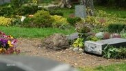 Auf einem Friedhof ist ein Grabstein von seinem Sockel abgerissen und liegt daneben im Gras. © Screenshot 