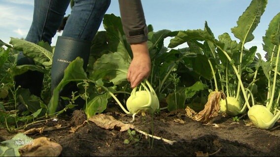 Eine Hand reißt einen Kohlrabi aus der Erde auf einem Acker. © Screenshot 