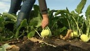 Eine Hand reißt einen Kohlrabi aus der Erde auf einem Acker. © Screenshot 