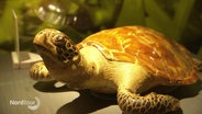 Eine ausgestopfte Schildkröte © Screenshot 