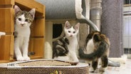 Junge Katzen in einem Tierheim © Screenshot 
