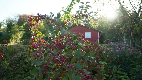 Ein bunt blühender Schrebergarten © Screenshot 