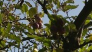 Äpfel hängen an einem Baum © Screenshot 