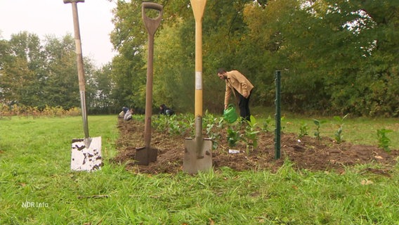 Der Teegarten entsteht. © Screenshot 