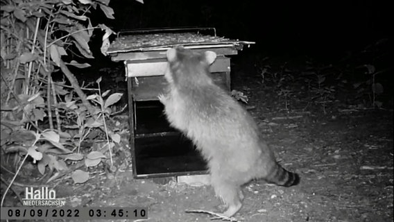 Die Aufnahmen einer Nachtsichtkamera zeigen einen Waschbären vor einer Falle. © Screenshot 