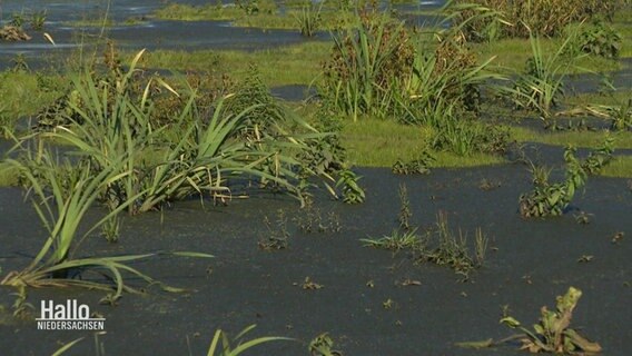 Das Steinhuder Meer ist voller Schlamm. © Screenshot 