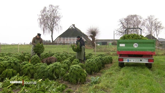 Grünkohl auf dem Feld. © Screenshot 