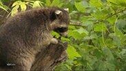 Ein Waschbär auf einem Baum. © Screenshot 