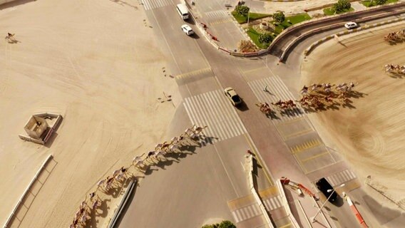 Aufnahme von oben: Dutzende Kamele überqueren eine Straße in Katar. © Screenshot 