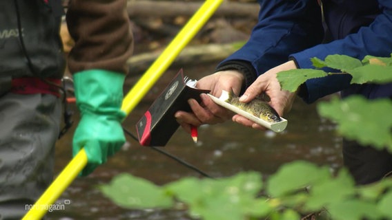 Zwei Angler messen die Größe eines Fisches im Wallensteingraben. © Screenshot 