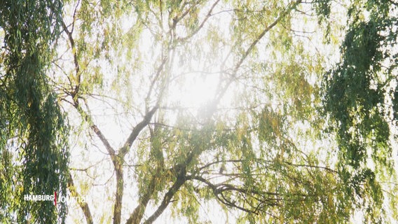 Die Sonne scheint durch einen Baum. © Screenshot 