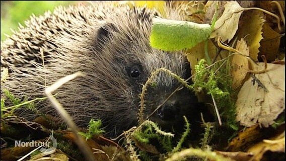 Igel im Laub. © Screenshot 