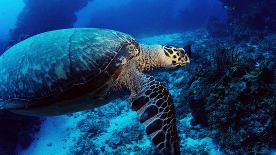 Eine Schildkröte in der Karibik. © Screenshot 